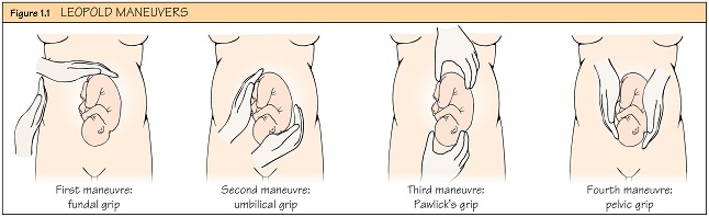 Privacy Policy >> Norwitz: Obstetrics and Gynaecology at a Glance Privacy Policy >> Norwitz: Obstetrics and Gynaecology at a Glance