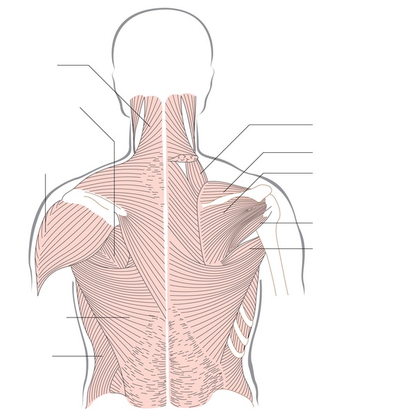 The Anatomy at a Glance - by Omar Faiz, Simon Blackburn and David Moffat