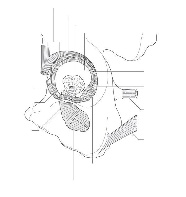 Figure 51.2