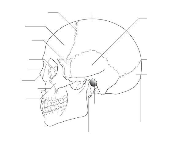 The Anatomy at a Glance - by Omar Faiz, Simon Blackburn and David Moffat