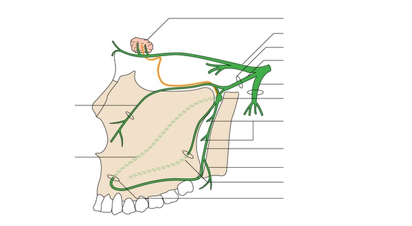 Figure 62.2