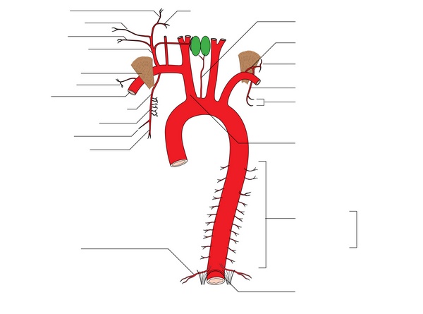Грудная аорта схема