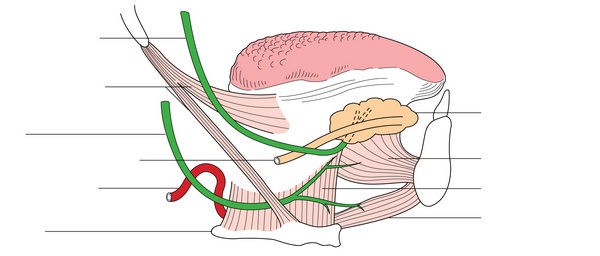 Figure 70.3